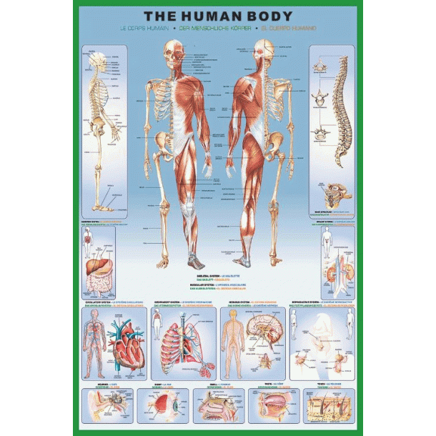 Den menneskelige krop plakat - 60 x 90 cm