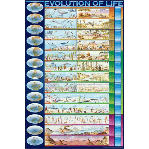 Evolution of Life plakat - 61 x 90 cm