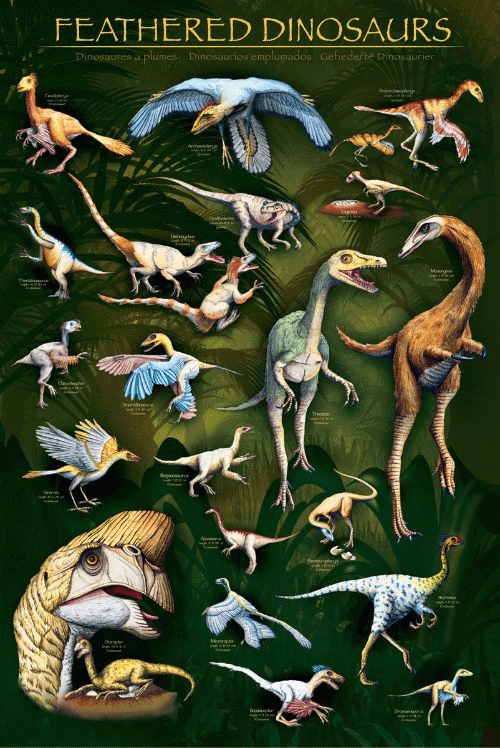 Feathered Dinosaurs Plakat 61 x 90 cm
